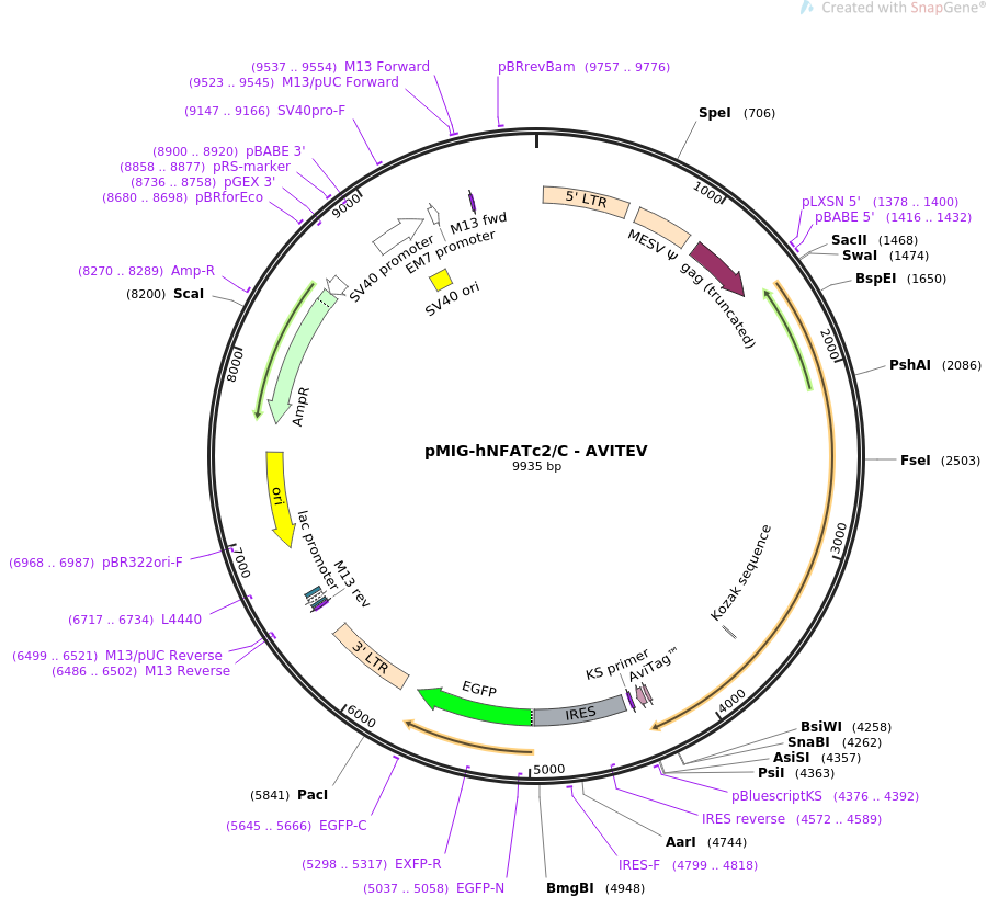 pMIG-hNFATc2C - AVITEV质粒图谱